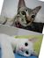 Cat Par...