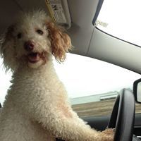 Mandee Allen Schmelzer