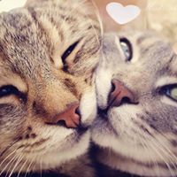 ᏦᎥᏁᎠᎯ Ꮀ.Ꮤ