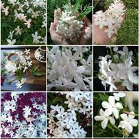 نسرين بكداش