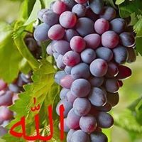 احمد الطحان