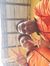 Syed Hakim