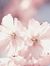 Asmaa M...