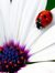 Ladybug & Daisy Book Reviews