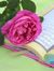 Om Hafsa