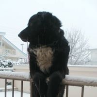 Αρης Νικοπουλος