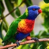 سجاد المشخص