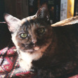 Sara