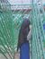 Galuh W...