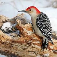 রাতের পাঁখি