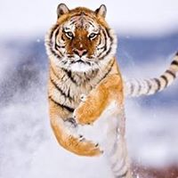 प्रीतम कुमार