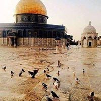 تسنيم ابو غزال