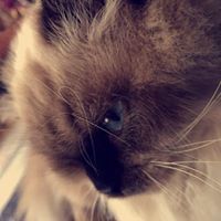 فاطمة علي الاربش