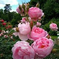 ورد الياسمين