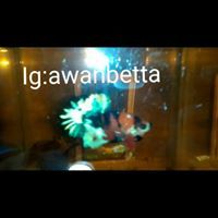 Awan Setiawan