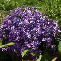 Зорница Ганчева