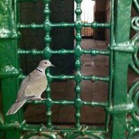 ابوسليمان المازني