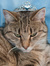 CatDefender