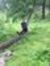 Mandal Bat