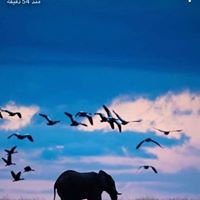 ميلان ميلانو