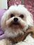 Chien-L...