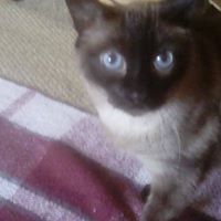 Roger Tillinghaskett