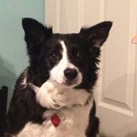 Joyce Vianale-Castagno