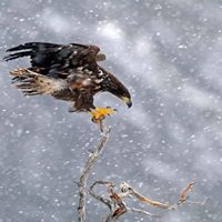 Alaeldin MohamadAhmed