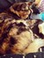 Astrid