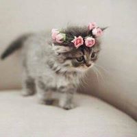 ملاك بيادسة