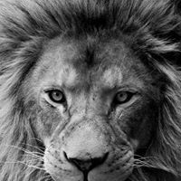 কাওসার মাহমুদ