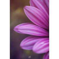 عناية مصطفى