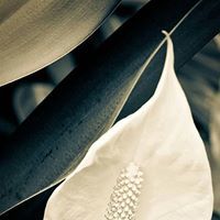 قدوتى عائشة