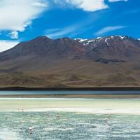 راشد الصالح