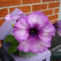 ελλαινε Σιενα