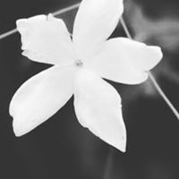 Alaa Jamous