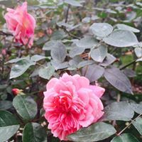 Bích Phạm Thị Ngọc