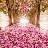 Reginaldisti Reginaldisti