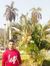 Alaa Mo...