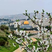 الاء بدارين