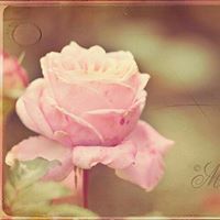 Shrouk Fathy