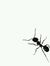 Saden S...