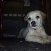 Yudika Ariel Sihombing