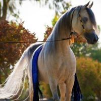 وارف الشمري