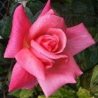 Sally Wagner