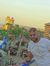 Reda Ahmed