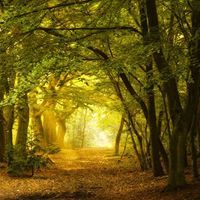 محمود عبادي