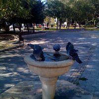 Теменуга Тончева