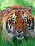 Ankit G...