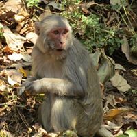 সাঁঝ বাতির